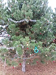 Kisteleki Karácsonyfa