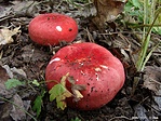 Piros galambgomba (Russula rosacea)