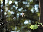 Pók apóka hálójában