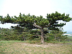 Különleges fa