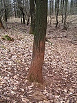 Dörgölődző-fa