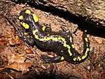 szalamandra