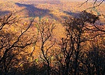 őszi erdő a Vaskapuról nézve