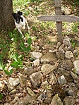 Kutya temető