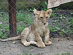 Panthera Leo "Shone"