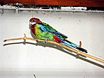 Polly papagáj