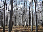 Tavaszi erdő