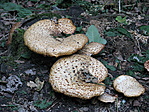 tapló gombák