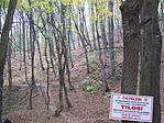 Gyertyánosi erdő (1)