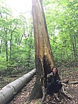 Derékban kettétört óriási fa