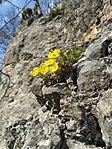 Virágzó szikla