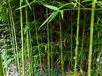 bambuszerdőt is láttunk