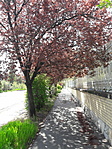 tavaszi utcakép