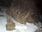 A dobozt rejtő fűcsomó A dobozt rejtő fűcsomó