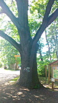 Bejárat a parkba Bejárat a parkba
