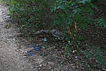 DSC07605 DSC07605