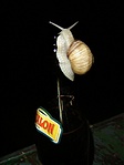 Sör :) Sör :)