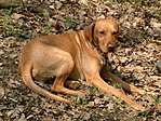 Börni a kutya. Sajnos 2008.04.21 óta már nincs köztünk. Börni a kutya. Sajnos 2008.04.21 óta már nincs köztünk.