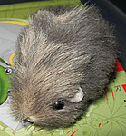 magyar geoegér (Maus Geos Hungaros) VasMacs magyar geoegér (Maus Geos Hungaros) VasMacs