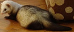 Suhanc. Suhanc.