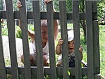 Kis csibészek Kis csibészek