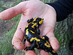 Foltos szalamandra, Medveölő szurdoknál Foltos szalamandra, Medveölő szurdoknál