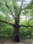 200 éves fa alatt