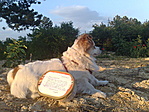 Foltos, a geokutya Foltos, a geokutya