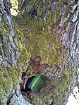 Szarvasbogár őrizte a ládát (GCdev) Szarvasbogár őrizte a ládát (GCdev)