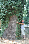 BÉKÉSCSABA SZÉCHENYI LIGET 250 ÉVES KOCSÁNYOS TÖLGY 600 CM KERÜLETTEL BÉKÉSCSABA SZÉCHENYI LIGET 250 ÉVES KOCSÁNYOS TÖLGY 600 CM KERÜLETTEL