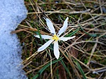 Colchicum hungaricum