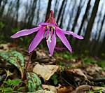 Erythronium dens-canis Erythronium dens-canis