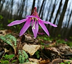 Erythronium dens-canis