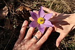 Pulsatilla grandis Pulsatilla grandis