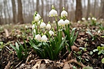 Leucojum vernum Leucojum vernum