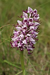 Orchis simia