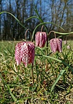 Fritillaria meleagris Fritillaria meleagris