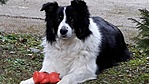 Fifi 2004.12.06-2020.05.02 Fifi 2004.12.06-2020.05.02