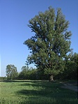 A nagy fa