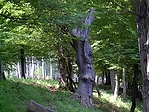 Öreg fa útban a ládikáig Öreg fa útban a ládikáig