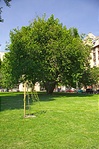 Öreg platán a tér másik oldalán Öreg platán a tér másik oldalán