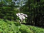Erdei holdviola (Lunaria rediviva)
