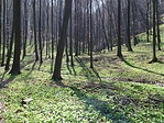 Medvehagymás Lozsit-erdő