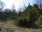 Borókás Borókás