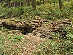 Hidegkút - forrás Hidegkút - forrás