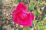 Rózsa (foto:jalso)