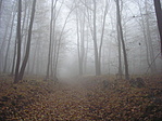 2009 novemberében rejtettünk - ilyen volt az erdő