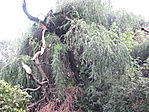 a korábbi rejtekadó fa