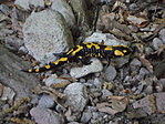 Foltos szalamandra Foltos szalamandra