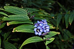 Augusztusi kék virág